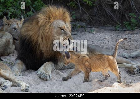 Leone (Panthera leo) con cucciolo, riserva di caccia MalaMala, Sudafrica Foto Stock