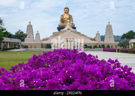 Bougainvillea viola al Museo del Buddha Fo Guang Shan a Kaohsiung, Taiwan Foto Stock