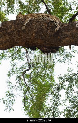 Leopardo (Panthera pardus), Mashatu game Reserve, Botswana Foto Stock