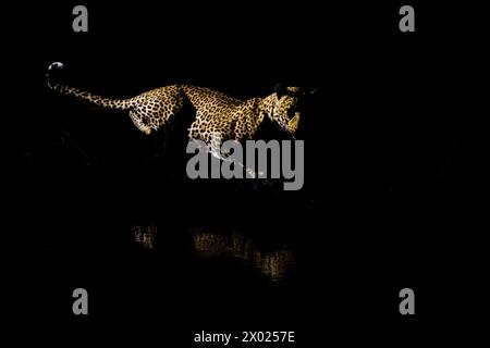 Leopardo (Panthera pardus), Mashatu game Reserve, Botswana Foto Stock