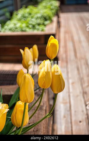 I vibranti tulipani gialli fioriscono splendidamente in una piantatrice di legno situata su un ponte, che riflette l'essenza del cuore della terra del colorado e la vivacità della natura Foto Stock