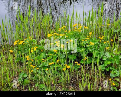 Fioritura Marsh Marigold (Caltha palustris) lungo il fossato Foto Stock