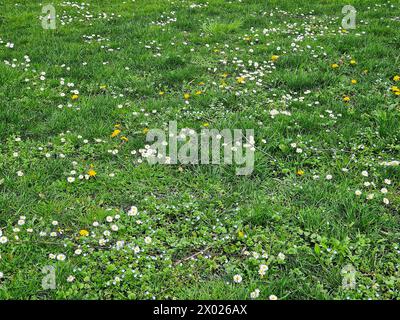 Prato fiorito pieno di molte margherite (Bellis perennis); Dandalions (Taraxacum sp.) E Field speedwell (Veronica persica) Foto Stock