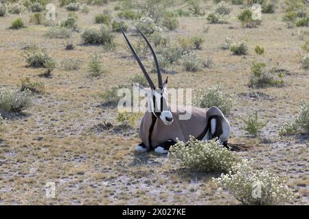 Immagine di un'antilope Oryx che si rilassa nel Kalahari della Namibia durante il giorno Foto Stock