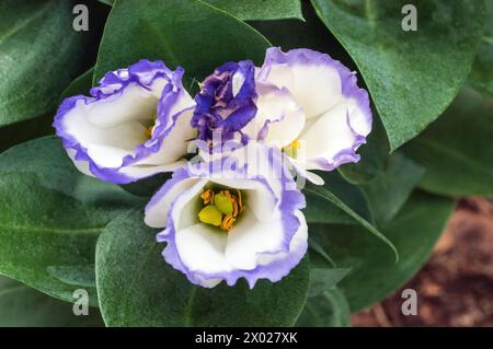 Primo piano di un Eustoma Grandiflorum lisianthus viola e bianco, anche Texas Bluebell Prairie Gentian Japanese Rose Frost tender annuale perenne al coperto Foto Stock