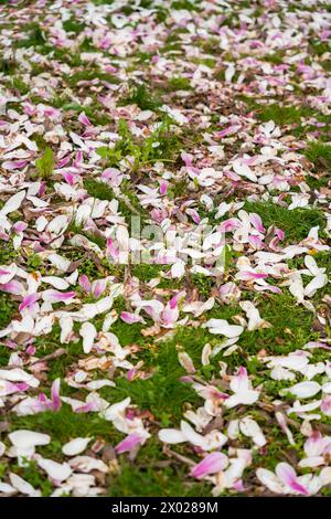 Petali caduti da un albero di magnolia Foto Stock