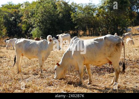 mucche e buoi in mandria sul prato asciutto. la mucca sta guardando fuori dal quadro. mandria di bovini Foto Stock