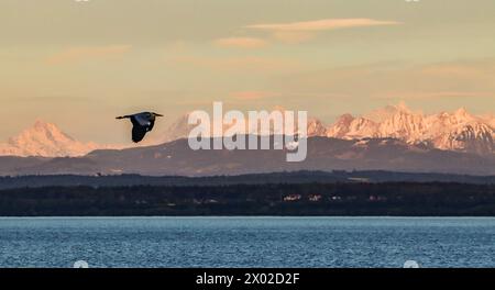 Aironi grigi che sorvolano il lago Neuchâtel e le Alpi Bernesi in Svizzera Foto Stock