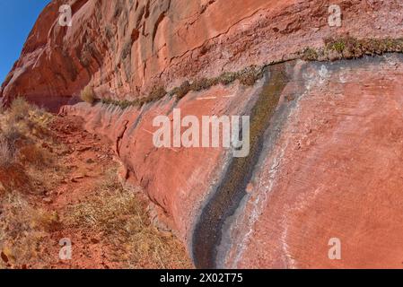 Una sorgente d'acqua che fuoriesce da un muro di arenaria, a Ferry Swale nella Glen Canyon Recreation area vicino a Page, Arizona, Stati Uniti d'America Foto Stock