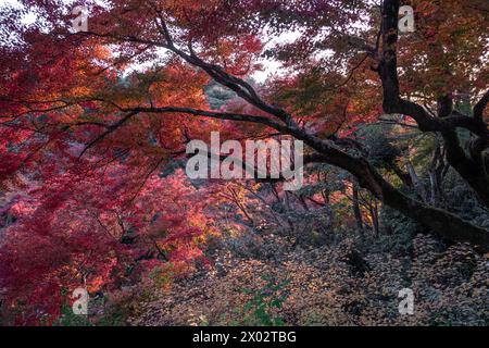 Colori autunnali nel giardino del tempio buddista Kiyomizu-dera, Kyoto, sito patrimonio dell'umanità dell'UNESCO, Honshu, Giappone, Asia Foto Stock