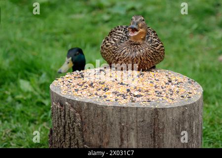 mallard anus platyrhynchos, donna che si nutre di semi in cuoio di uccello gambe arancioni strisciate piume marrone becco arancio grigio arroccato sul ceppo che dava i semi Foto Stock