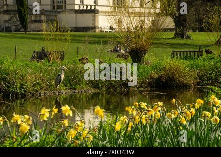 Heron riposa lungo lo stagno dietro una fila di narcisi a Chiswick House and Gardens, West London Foto Stock