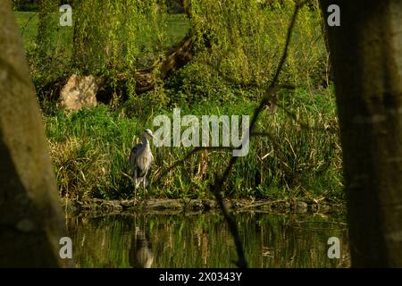 Heron riposa lungo lo stagno a Chiswick House and Gardens, West London Foto Stock