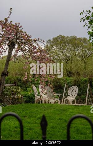 Vista di un giardino privato lungo il fiume Tamigi, con sedie e tavoli bianchi e un albero rosa in fiore di ciliegio, cielo nuvoloso, a Chiswick, West London Foto Stock