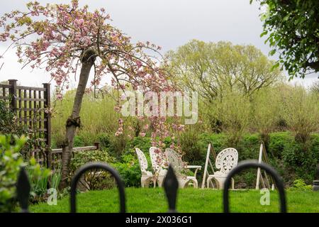 Vista di un giardino privato lungo il fiume Tamigi, con sedie e tavoli bianchi e un albero rosa in fiore di ciliegio, cielo nuvoloso, a Chiswick, West London Foto Stock