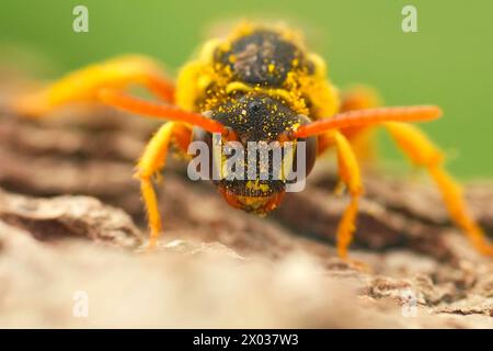 Dettaglio facciale estremo dettagliato su un'ape nomade solitaria di Gooden, Nomada goodeniana Foto Stock