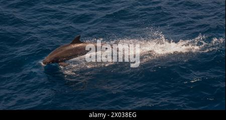 Delfino tursiopo saltato, Oceano Indiano Foto Stock