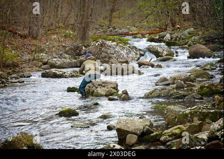 Stati Uniti: 04/04/2024; pesca con la mosca sul North Creek vicino a Buchanan Virginia. Foto Stock