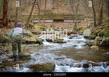 Stati Uniti: 04/04/2024; pesca con la mosca sul North Creek vicino a Buchanan Virginia. Foto Stock