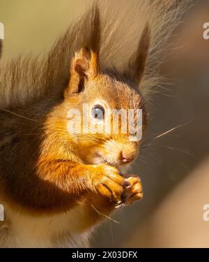Primo piano ritratto di uno scoiattolo rosso scozzese che mangia una noce alla luce del sole Foto Stock