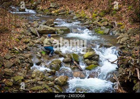 Stati Uniti: 04/04/2024; pesca con la mosca sul North Creek vicino a Buchanan Virginia. Foto Stock