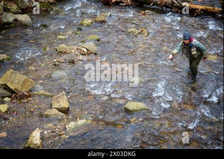 Stati Uniti: 04/04/2024; pesca con la mosca sul North Creek vicino a Buchanan Virginia. Foto Stock