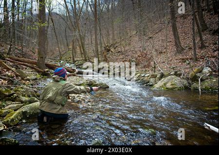 Stati Uniti: 04/04/2024; pesca con la mosca sul North Creek vicino a Buchanan Virginia. Foto Stock