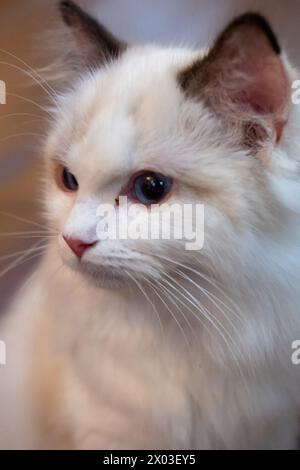 Carino, piccolo gatto Ragdoll. 4 mesi Foto Stock