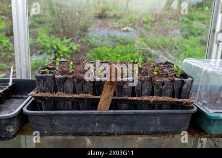 Piselli germogli di piselli germogliati in vassoi di semi all'interno di una serra all'inizio di aprile primavera Carmarthenshire Galles Regno Unito 2024 Gran Bretagna KATHY DEWITT Foto Stock