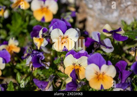 Viola tricolor (viola tricolor) fiori Foto Stock