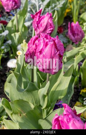 Primo piano di fiori di tulipani cremisi in aiuole fiorite, scattati alla luce della primavera nel parco urbano di Stoccarda, Germania Foto Stock