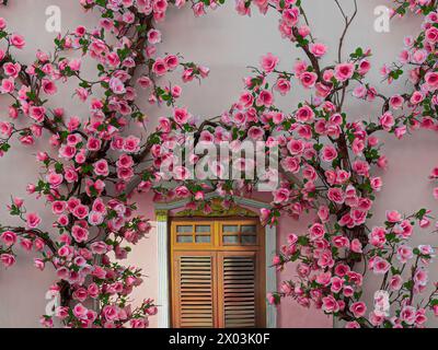 esterno con fiore rosa sulla parete rosa al centro dell'arco rosa della finestra a phuket thailandia Foto Stock