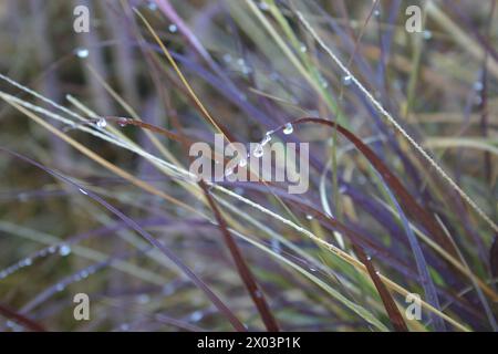 Lame di erba che si piegano sotto il peso delle goccioline d'acqua. Primo piano. Foto Stock