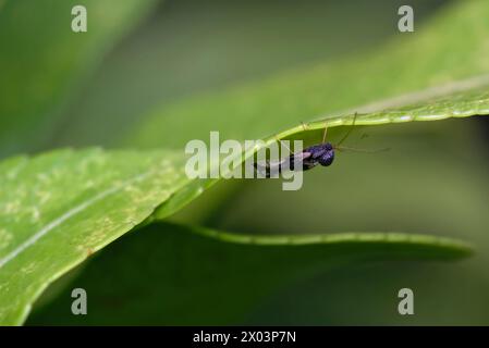 Primo piano di una cimice di pizzo andromeda (Stephanitis takeyai) su una foglia, macro fotografia, insetti, natura, biodiversità Foto Stock