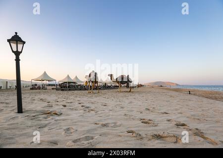 Fai un giro a dorso di cammello attraverso le spiagge di Sealine Beach Mesaieed, le tende al campo del deserto di QIA nel Mare interno nel Golfo Persico al tramonto. Foto Stock