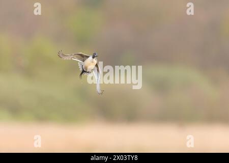 Northern pintail Anas acuta, volo maschile adulto, Suffolk, Inghilterra, aprile Foto Stock