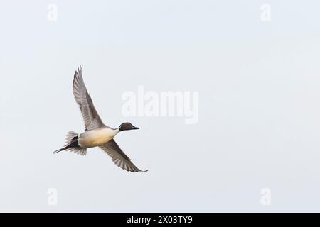 Northern pintail Anas acuta, volo maschile adulto, Suffolk, Inghilterra, aprile Foto Stock