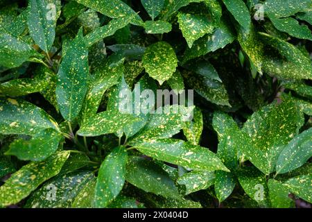 Aucuba japonica, alloro maculato, alloro giapponese, aucuba giapponese, impianto di polvere d'oro. Belle foglie. Sfondo vegetale verde. Foto Stock