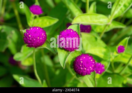 Gomphrena globosa, globo amaranto, primo piano. Fiori viola. Sfondo floreale. Paesaggio floreale. Foto Stock