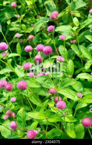 Gomphrena globosa, globo amaranto, primo piano. Fiori rosa nel giardino. Sfondo floreale. Paesaggio floreale. Foto Stock