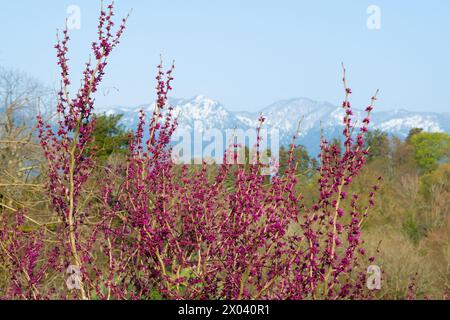 Bellissimi fiori rosa sullo sfondo delle montagne. Cercis siliquastrum, l'albero di Giuda. Paesaggio naturale. Foto Stock