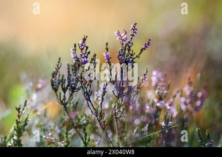 erica colorata e vivace in fiore tra le montagne in autunno in Norvegia Foto Stock