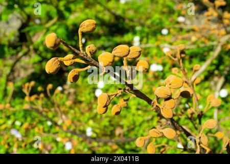 Boccioli di fiori di Paulownia tomentosa, primo piano. princess tree, empress tree, foxglove-tree. Foto Stock