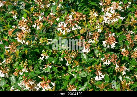 Linnaea x grandiflora, Abelia x grandiflora. Fiori bianchi nel giardino. Sfondo floreale. Foto Stock