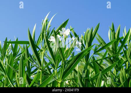 Oleander con fiori bianchi contro un cielo blu. Sfondo floreale estivo. Foto Stock