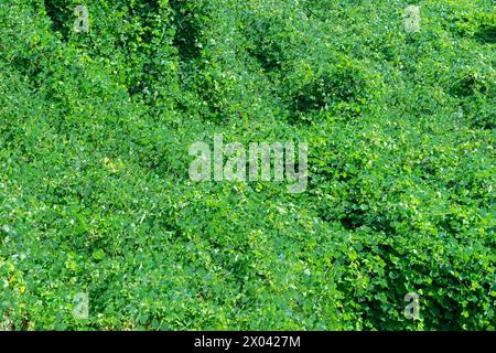 Boschetti verdi di kudzu. Sfondo vegetale verde. Paesaggio naturale. Piante e alberi. Pueraria montana var. Lobata, l'arrowroot dell'Asia orientale, o kudzu Foto Stock