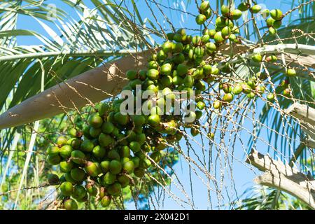 Frutti di palma verdi. Butia capitata, palma gelatinosa. Piante e alberi. Natura. Foto Stock