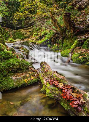 Gordale Beck sotto la cascata Foss di Janet, vicino a Malham, Yorkshire, Inghilterra. Foto Stock