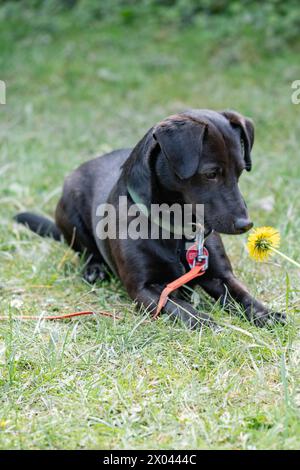 Ein kleiner schwarzer Terrier ad Aachen entdeckt, 7. Aprile 2024 den Fruehling und spielt mit einer Loewenzahnblume. GERMANIA - AQUISGRANA - TERRIER Foto Stock