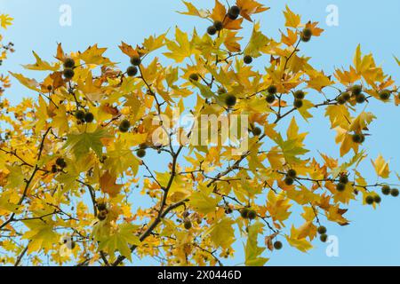 Platano. Albero autunnale con foglie gialle contro un cielo blu. Piante e alberi. Foto Stock